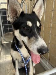 Shelter Stray Female Dog last seen Near BLK BRUNDAGE LN BAKERSFIELD,CA, 201 S Mt Vernon Ave, Bakersfield, CA 93307, USA