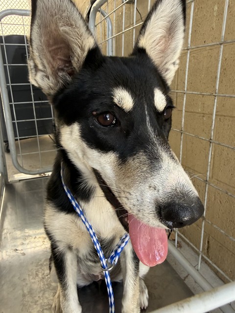 Shelter Stray Female Dog last seen Near BLK BRUNDAGE LN BAKERSFIELD,CA, 201 S Mt Vernon Ave, Bakersfield, CA 93307, USA
