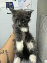 Shelter Stray Female Cat last seen MIRAGE ST BAKERSFIELD, 201 S Mt Vernon Ave, Bakersfield, CA 93307, USA