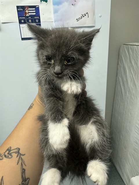 Shelter Stray Female Cat last seen MIRAGE ST BAKERSFIELD, 201 S Mt Vernon Ave, Bakersfield, CA 93307, USA