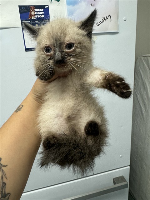 Shelter Stray Female Cat last seen MIRGE ST BAKERSFIELD, 201 S Mt Vernon Ave, Bakersfield, CA 93307, USA