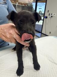 Shelter Stray Female Dog last seen , 201 S Mt Vernon Ave, Bakersfield, CA 93307, USA