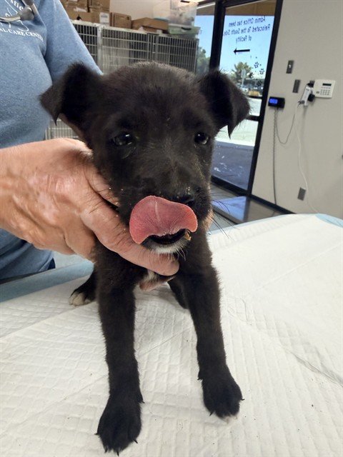 Shelter Stray Female Dog last seen , 201 S Mt Vernon Ave, Bakersfield, CA 93307, USA
