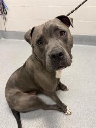 Shelter Stray Male Dog last seen Near , 2600 S Harding St, Indianapolis, IN 46221, USA