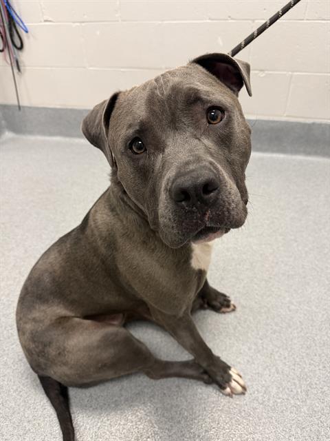 Shelter Stray Male Dog last seen Near , 2600 S Harding St, Indianapolis, IN 46221, USA