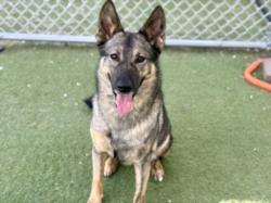 Shelter Stray Female Dog last seen , 11361 W Pico Blvd, Los Angeles, CA 90064, USA