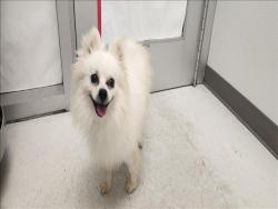 Shelter Stray Male Dog last seen , 11361 W Pico Blvd, Los Angeles, CA 90064, USA