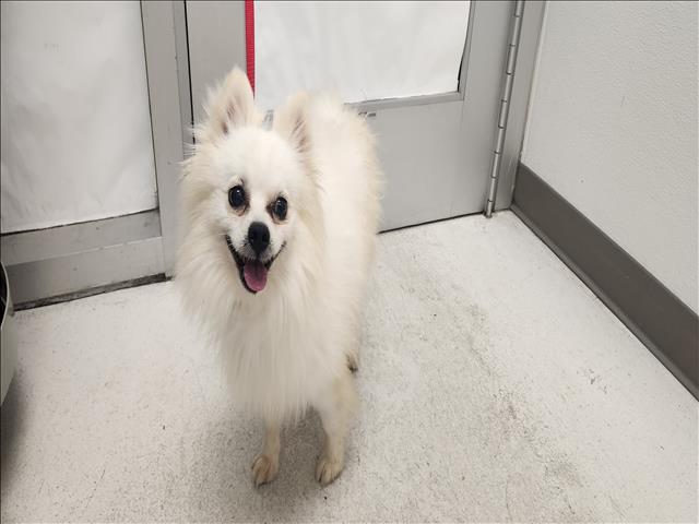 Shelter Stray Male Dog last seen , 11361 W Pico Blvd, Los Angeles, CA 90064, USA