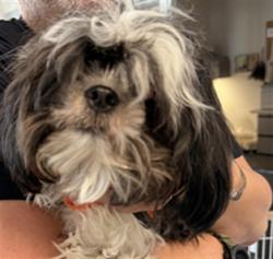 Shelter Stray Female Dog last seen , 11361 W Pico Blvd, Los Angeles, CA 90064, USA