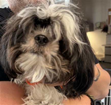 Shelter Stray Female Dog last seen , 11361 W Pico Blvd, Los Angeles, CA 90064, USA