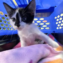 Shelter Stray Male Cat last seen Near BLOCK CAPITAL CIR NW, TALLAHASSEE FL 32303, 1125 Easterwood Dr, Tallahassee, FL 32311, USA
