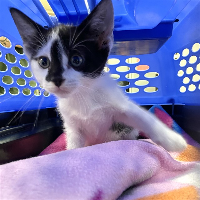 Shelter Stray Male Cat last seen Near BLOCK CAPITAL CIR NW, TALLAHASSEE FL 32303, 1125 Easterwood Dr, Tallahassee, FL 32311, USA