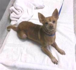Shelter Stray Male Dog last seen Near BLOCK BARRIE AVE, TALLAHASSEE FL 32303, 1125 Easterwood Dr, Tallahassee, FL 32311, USA