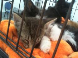 Shelter Stray Male Cat last seen CHARLOTTE, 8315 Byrum Dr, Charlotte, NC 28217, USA