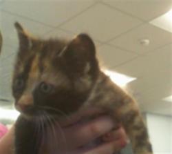 Shelter Stray Unknown Cat last seen CHARLOTTE, 8315 Byrum Dr, Charlotte, NC 28217, USA