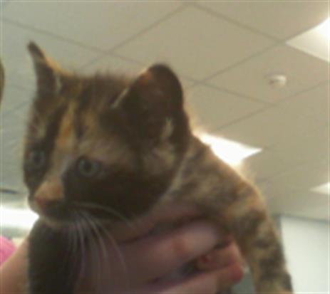 Shelter Stray Unknown Cat last seen CHARLOTTE, 8315 Byrum Dr, Charlotte, NC 28217, USA