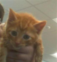Shelter Stray Unknown Cat last seen CHARLOTTE, 8315 Byrum Dr, Charlotte, NC 28217, USA