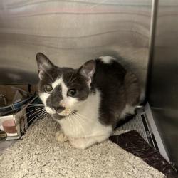 Shelter Stray Male Cat last seen SMALLWOOD, 4710 TX-151, San Antonio, TX 78227, USA