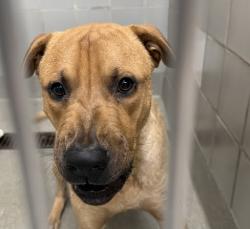 Shelter Stray Male Dog last seen Near BLOCK E UNIVERSITY AVE, LAS VEGAS NV 89119, 655 N Mojave Rd, Las Vegas, NV 89101, USA