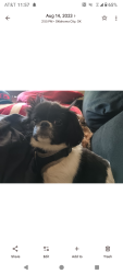 Reunited Male Dog last seen Scissor tail park , Oklahoma City, OK 73104
