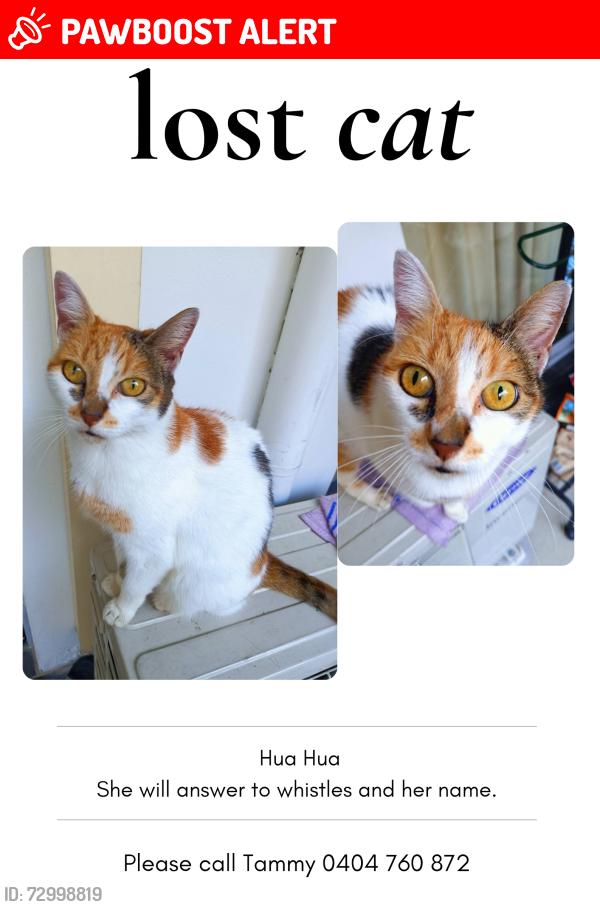Lost Female Cat last seen Kangaroo point road , Kangaroo Point, NSW 2224