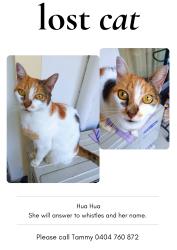 Lost Female Cat last seen Kangaroo point road , Kangaroo Point, NSW 2224