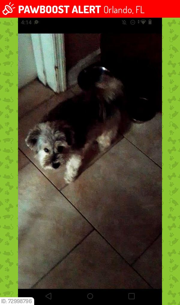 Lost Female Dog last seen Near Vernon St, Orlando, FL 32818