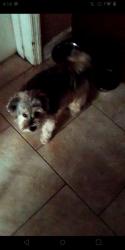 Lost Female Dog last seen Near Vernon St, Orlando, FL 32818