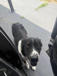 Found/Stray Unknown Dog last seen Sw 60th and Penn was west on 60th nor may be east on 60th, Oklahoma City, OK 73159
