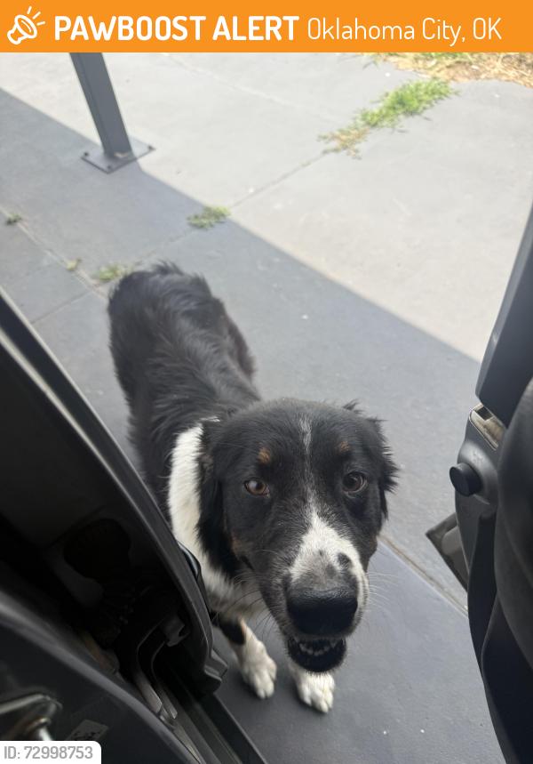 Found/Stray Unknown Dog last seen Sw 60th and Penn was west on 60th nor may be east on 60th, Oklahoma City, OK 73159