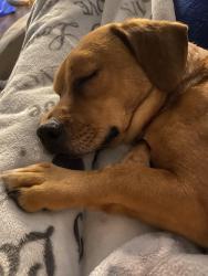 Found/Stray Female Dog last seen Chert Pit Rd, Knoxville, TN 37909