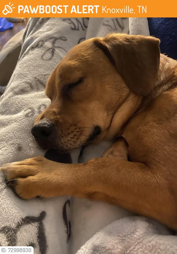 Found/Stray Female Dog last seen Chert Pit Rd, Knoxville, TN 37909