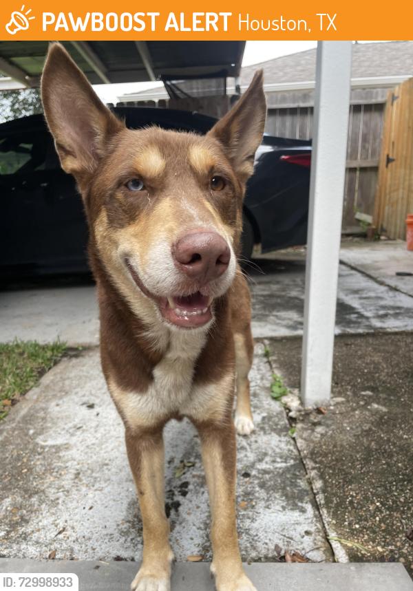 Found/Stray Male Dog last seen Allen Genoa, Houston, TX 77017