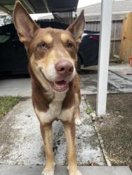 Found/Stray Male Dog last seen Allen Genoa, Houston, TX 77017