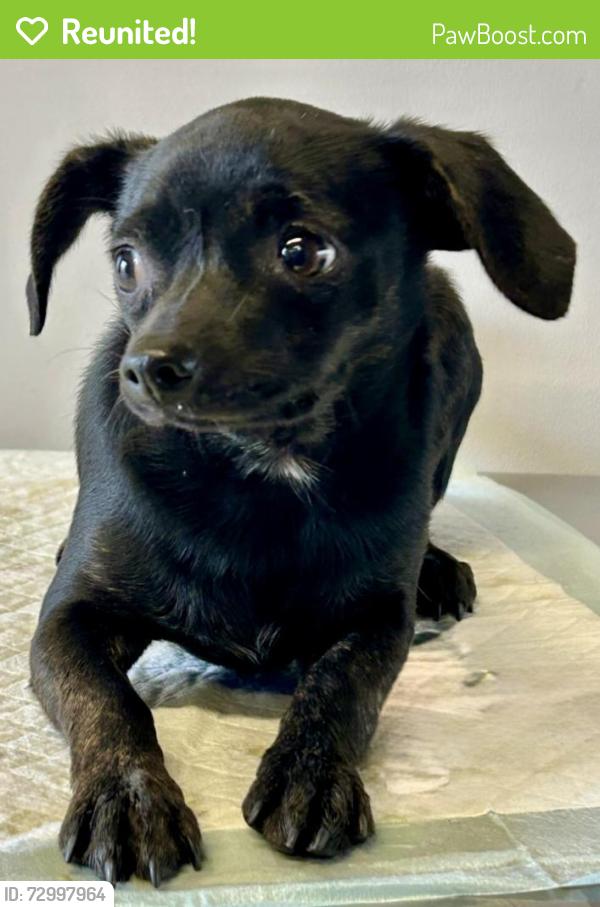 Reunited Female Dog last seen Orange St and Poplar St, Riverside, CA 92501