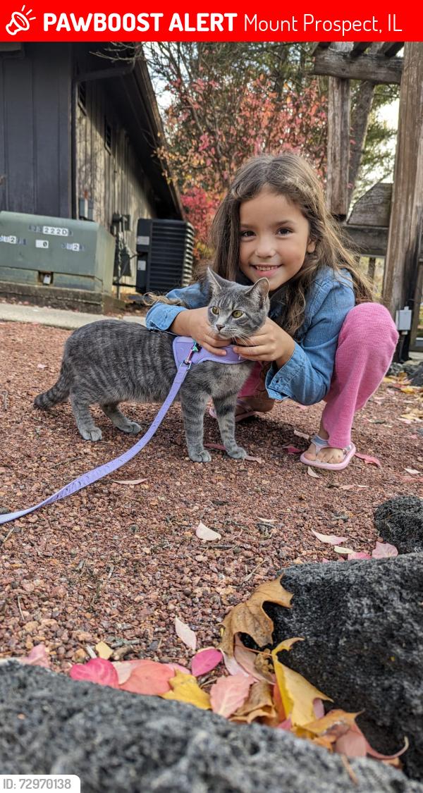 Lost Female Cat last seen Orion apmts , Mount Prospect, IL 60056