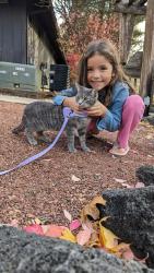 Lost Female Cat last seen Orion apmts , Mount Prospect, IL 60056