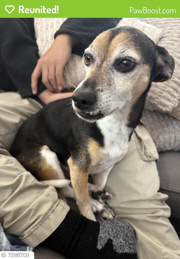 Reunited Male Dog last seen Near north 215 and Decatur neighborhood behind Walmart , North Las Vegas, NV 89084