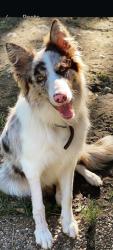 Lost Male Dog last seen Near and Mount Mariah road Dobbin TX 77356, FM 1486, TX 77356