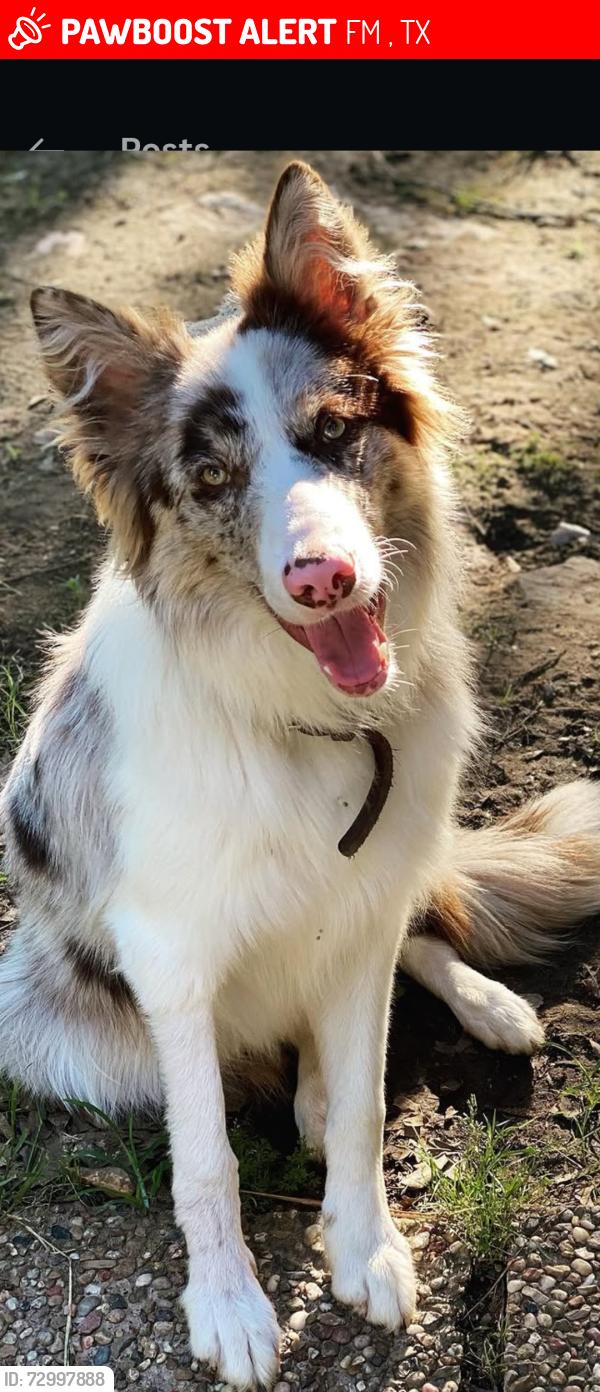 Lost Male Dog last seen Near and Mount Mariah road Dobbin TX 77356, FM 1486, TX 77356