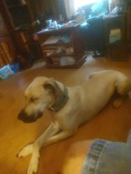 Found/Stray Unknown Dog last seen Bethania-rural hall rd, Rural Hall, NC 27045