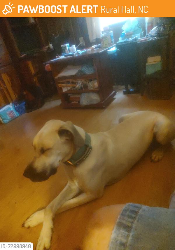 Found/Stray Unknown Dog last seen Bethania-rural hall rd, Rural Hall, NC 27045