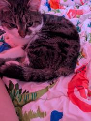 Lost Female Cat last seen Clarence park. , Greater Manchester, England BL9 6LP