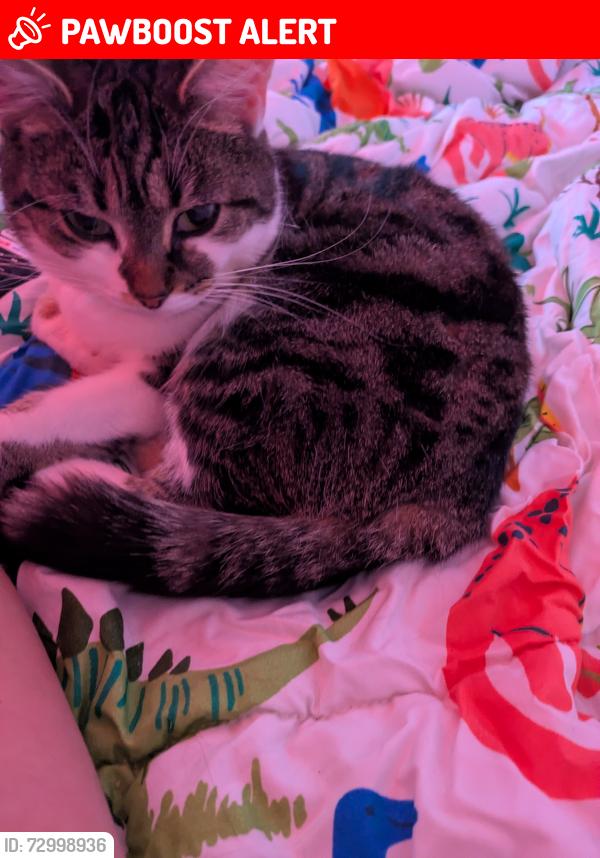 Lost Female Cat last seen Clarence park. , Greater Manchester, England BL9 6LP