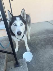Found/Stray Male Dog last seen Found  near Pacific and Paru, Alameda, CA 94501