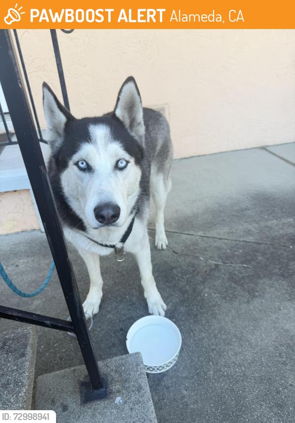 Found/Stray Male Dog last seen Found  near Pacific and Paru, Alameda, CA 94501