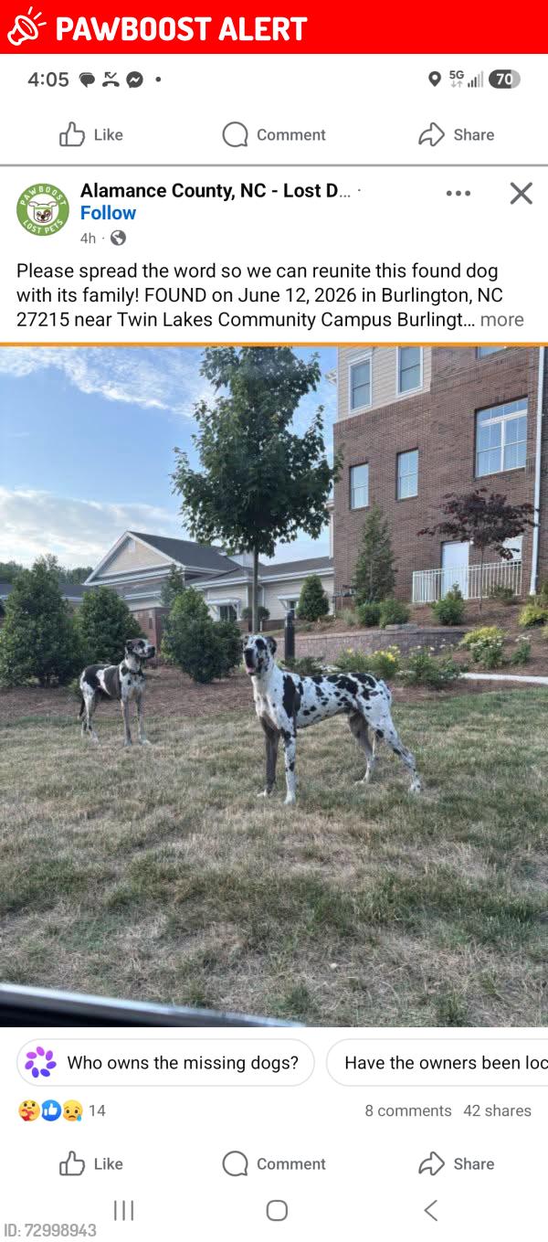 Lost Female Dog last seen Church street and university drive, Alamance County, NC 27215