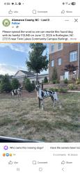 Lost Female Dog last seen Church street and university drive, Alamance County, NC 27215