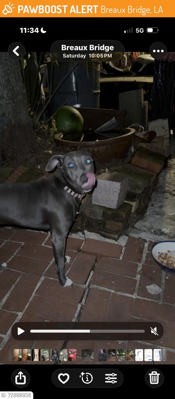 Found/Stray Female Dog last seen Henderson Highway by Hebert’s market at the exit of Cecilia Henderson, Breaux Bridge, LA 70517