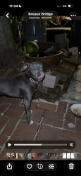 Found/Stray Female Dog last seen Henderson Highway by Hebert’s market at the exit of Cecilia Henderson, Breaux Bridge, LA 70517